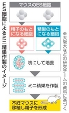 マウスES細胞で精巣作製　精子から子も誕生、大阪大