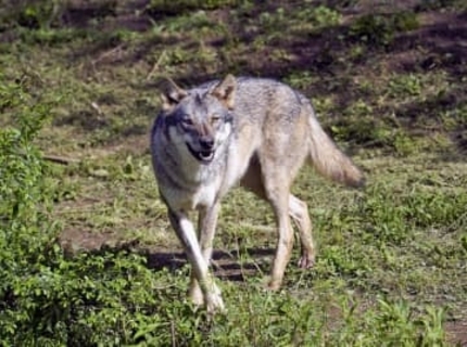 通常通り来月2日から開園　オオカミ脱走の多摩動物公園