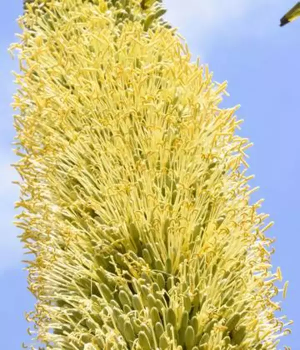 希少植物が黄色い花咲かす　数十年に1度だけ、高知
