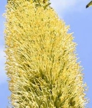 希少植物が黄色い花咲かす　数十年に1度だけ、高知