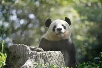 シャンシャン返還された中国で邦人推し活　健やかに育つ姿見守る、パンダ再来期待
