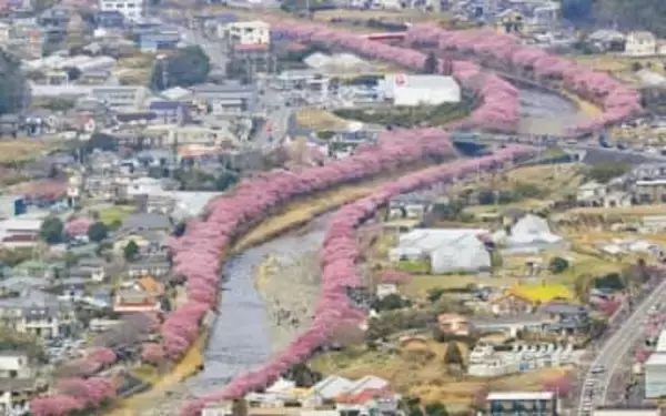 「河津桜」原木近くで山林火災　静岡・河津町