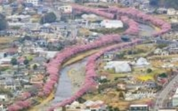 「河津桜」原木近くで山林火災　静岡・河津町