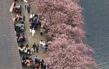 「春告げる「河津桜」が見頃　静岡、花見客でにぎわう」の画像1