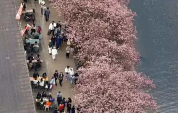 春告げる「河津桜」が見頃　静岡、花見客でにぎわう