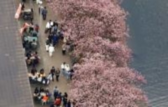 春告げる「河津桜」が見頃　静岡、花見客でにぎわう