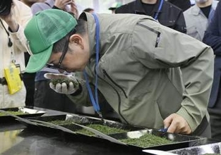 静岡新茶、最高値118万円　初取引「納得のいくお茶」