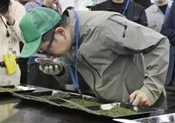 静岡新茶、最高値118万円　初取引「納得のいくお茶」