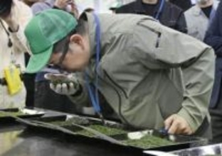 静岡新茶、最高値118万円　初取引「納得のいくお茶」