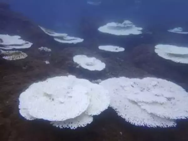 高緯度海域サンゴも大規模白化　24年の海洋熱波で日本沿岸