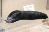「まるで本物、巨大ナメクジ　名古屋の博物館で軟体動物模型展」の画像1
