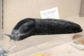 まるで本物、巨大ナメクジ　名古屋の博物館で軟体動物模型展