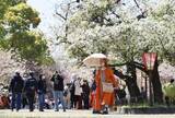「一足早く「桜の通り抜け」　大阪の造幣局、高齢者ら楽しむ」の画像1