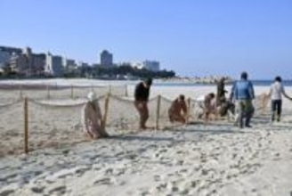 白良浜、砂ネットで冬支度　温泉街の飛散防止、和歌山