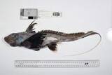 「未知の海洋生物1000種超発見　日本やオーストラリアで」の画像1