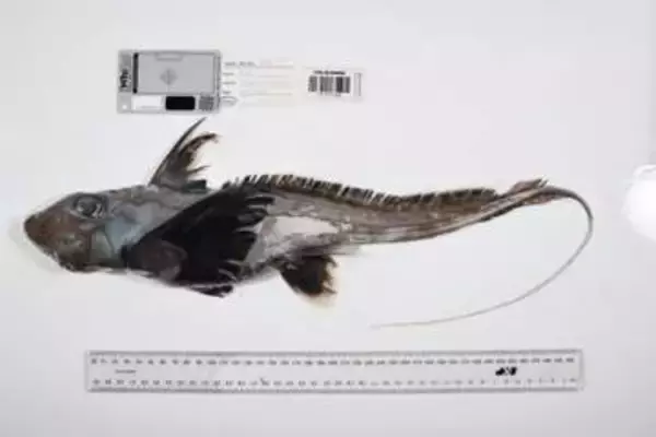 未知の海洋生物1000種超発見　日本やオーストラリアで
