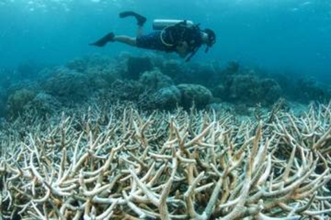 サンゴ礁84％に熱ストレス　世界海洋デー、年次報告