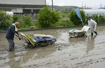 岩手の「奇跡の復興米」田植え　大阪、震災支援で14年から縁