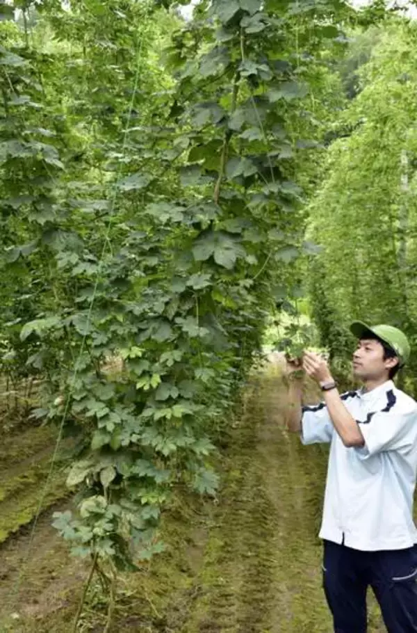 カビに負けないホップ開発　サッポロ、29年にビールで利用