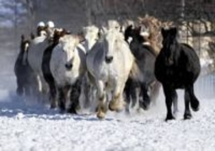 雪上駆ける馬の群れに見物客歓声　北海道・音更の「馬追い運動」