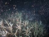 「奄美サンゴ、一斉産卵確認　夏風物詩、桃色埋め尽くす」の画像1