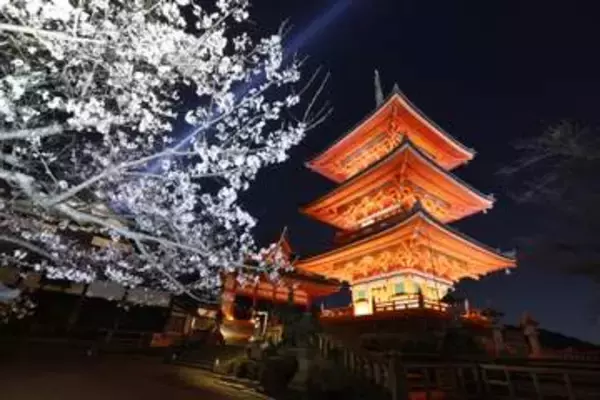 夜桜が彩る京都・清水寺の舞台　ライトアップ、まだつぼみ