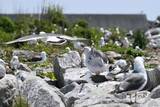 「漁港がウミネコ繁殖地に　福島・富岡、震災影響か」の画像1
