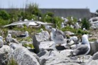 漁港がウミネコ繁殖地に　福島・富岡、震災影響か