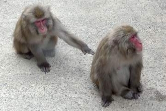 サルがちょんとタッチで毛繕い？　交流誘う意図か、奈良で研究成果