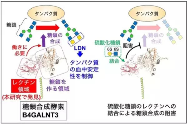 「糖鎖合成酵素 B4GALNT3 のレクチンドメインを発見」の画像