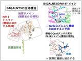 「糖鎖合成酵素 B4GALNT3 のレクチンドメインを発見」の画像3