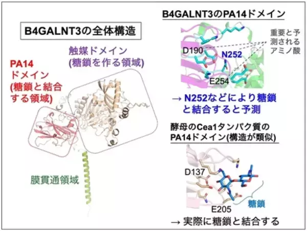 「糖鎖合成酵素 B4GALNT3 のレクチンドメインを発見」の画像