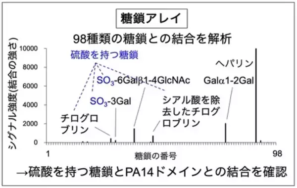 「糖鎖合成酵素 B4GALNT3 のレクチンドメインを発見」の画像