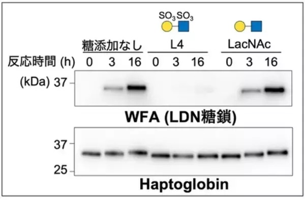 「糖鎖合成酵素 B4GALNT3 のレクチンドメインを発見」の画像