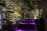 「新緑に囲まれた「国宝富貴寺大堂」でライトアップイベント（大分県豊後高田市）」の画像4