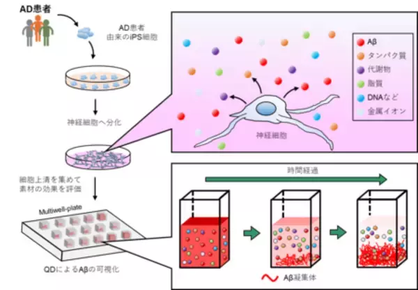 「アルツハイマー型認知症の予防を目標に！患者由来iPS細胞の培養上清中で「アミロイド凝集阻害」を迅速評価」の画像