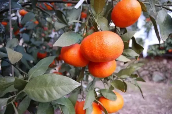 「ＪＡ全農はＪＲ大阪駅で「みのりみのるマルシェ 愛媛の実り｣を ２月２２日に開催します」の画像