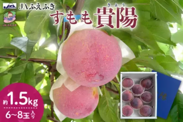 果汁あふれる贅沢な甘みのすもも「貴陽」　 産地直送通販サイト「ＪＡタウン」で予約販売中！