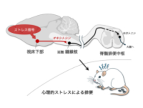 ストレスで排便が起こる脳回路を解明