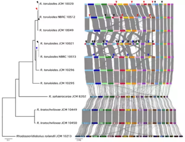 【東京農業大学（共同研究）】油糧酵母ロドトルラ属の全ゲノム解析から実験室下での染色体変異の蓄積を発見