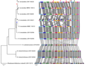 【東京農業大学（共同研究）】油糧酵母ロドトルラ属の全ゲノム解析から実験室下での染色体変異の蓄積を発見