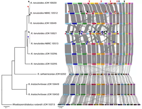 「【東京農業大学（共同研究）】油糧酵母ロドトルラ属の全ゲノム解析から実験室下での染色体変異の蓄積を発見」の画像