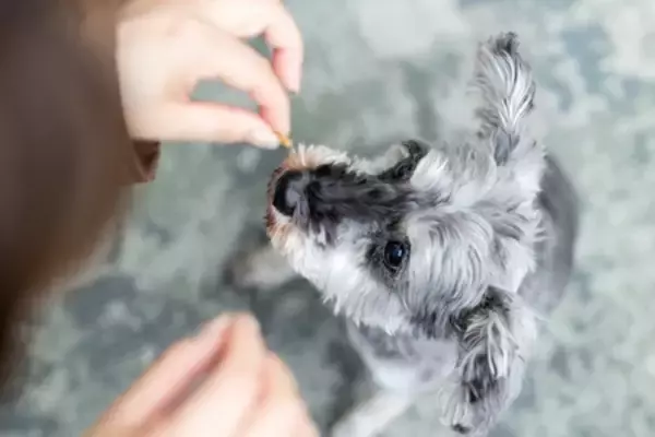 「わんわんパラダイス プレミア 山中湖 愛犬への“おもてなし体験”をさらに充実」の画像