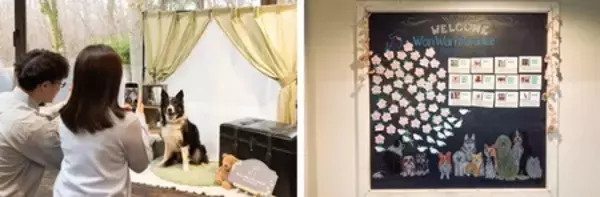 「わんわんパラダイス プレミア 山中湖 愛犬への“おもてなし体験”をさらに充実」の画像