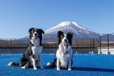 「わんわんパラダイス プレミア 山中湖 愛犬への“おもてなし体験”をさらに充実」の画像8