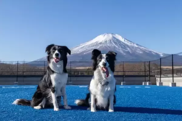 「わんわんパラダイス プレミア 山中湖 愛犬への“おもてなし体験”をさらに充実」の画像