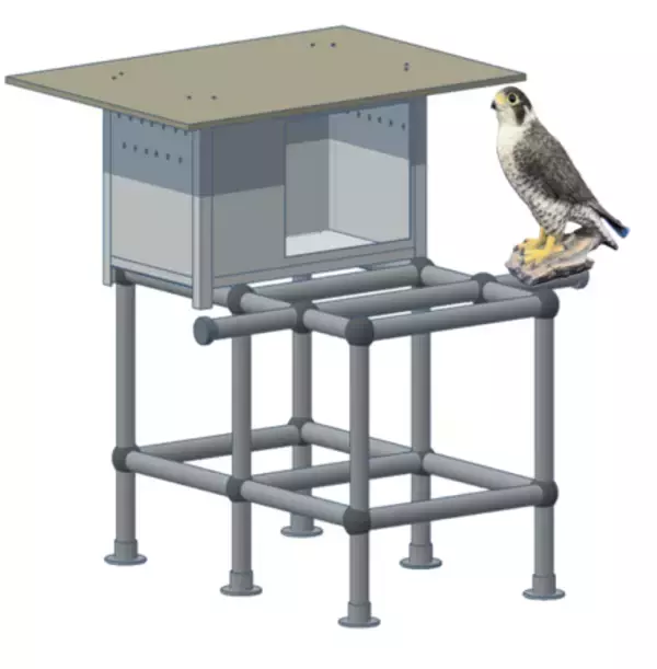 国内大学で初の試みとなるネイチャーポジティブの実践  深草キャンパスにハヤブサ人工巣を設置