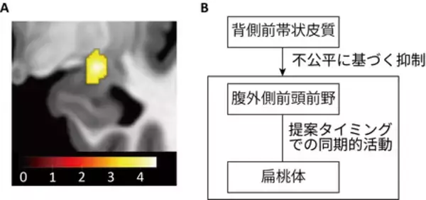 「ヒトが不公平な提案を受け入れる時の脳内メカニズムを解明」の画像