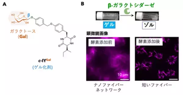 「特定の酵素の作用によって「溶ける／固まる」 新しいゼリー素材を開発 」の画像