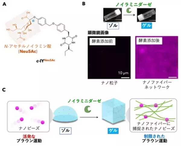 「特定の酵素の作用によって「溶ける／固まる」 新しいゼリー素材を開発 」の画像